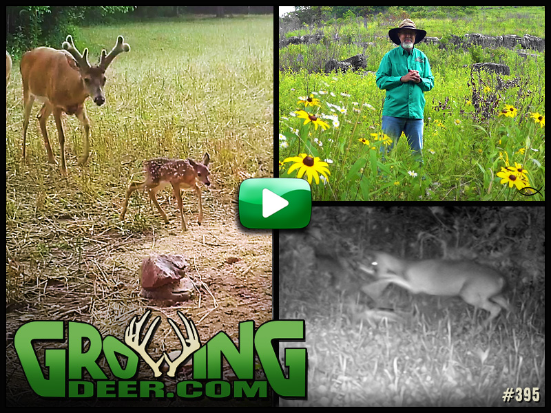 Watch GrowingDeer episode 395 to learn more food plot tips and management practices.