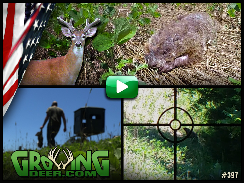 Protecting food plots for deer in GrowingDeer episode 397.