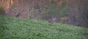 A mature buck