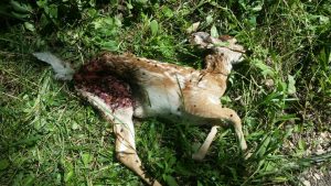 Dead fawn