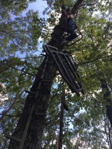 A hunter setting up a tree stand.