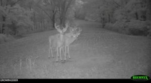 Three great looking bucks with velvet antlers