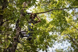 A hunter checks the acorn crop when hanging a Summit Stand