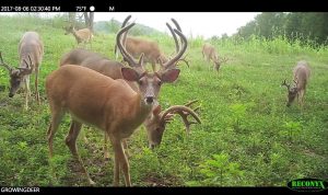 Bucks in a food plot during daylight