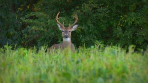 Whitetail buck head up on the alert