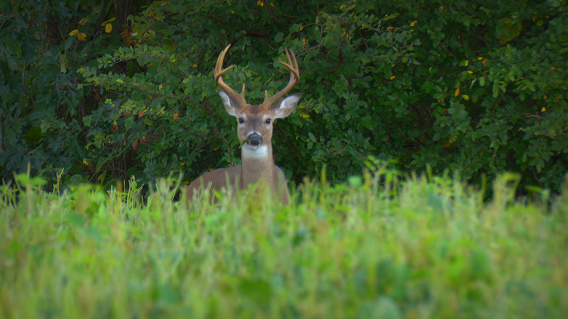 Buck on alert