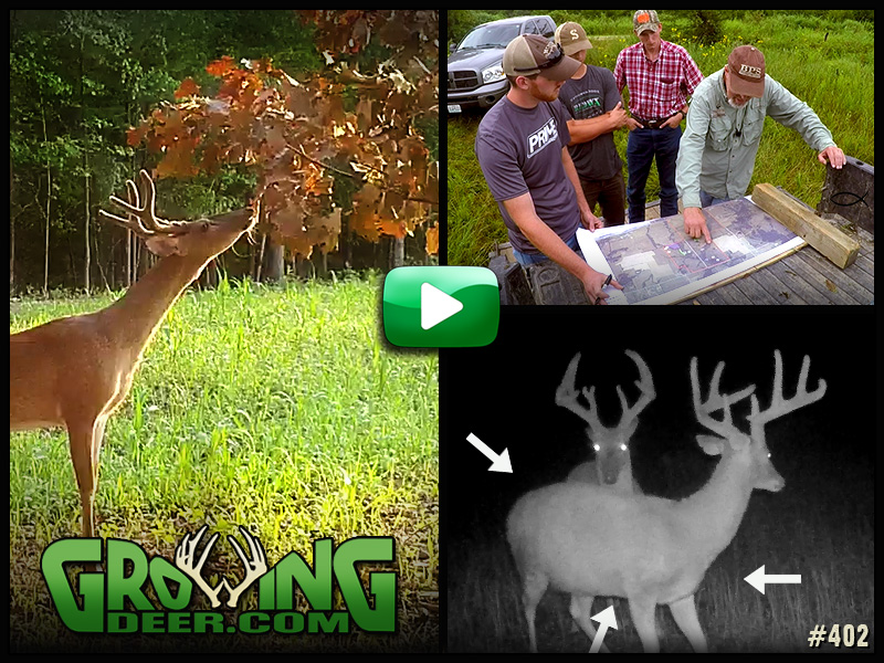 Learn how to age bucks and habitat management tips in GrowingDeer episode 402.