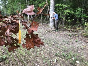 Checking a trail camera near a Code Blue scent attractant