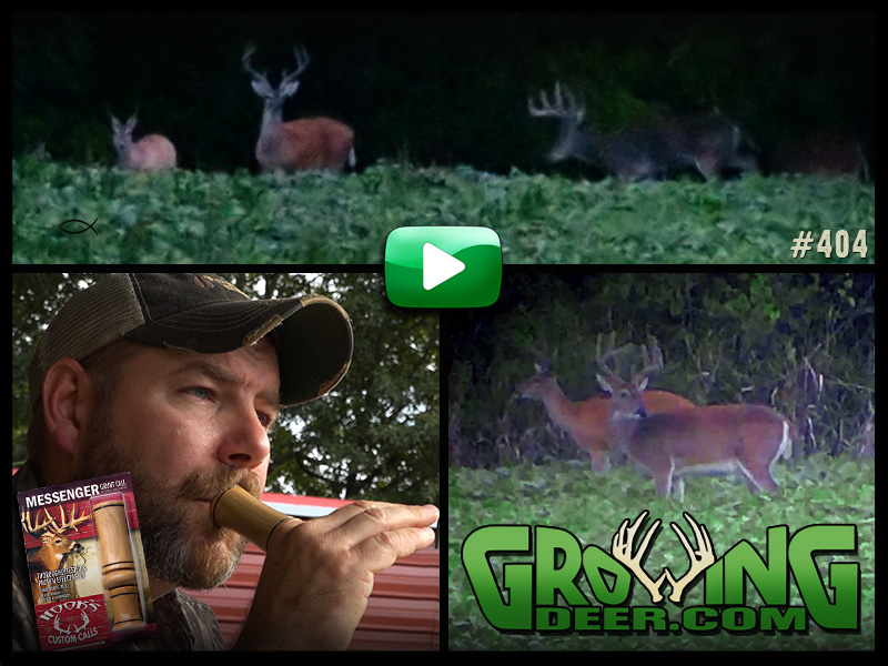 Bucks in velvet and James Harrison using a grunt call