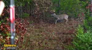 bow hunter shoots at a buck