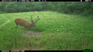 Mature buck in a food plot