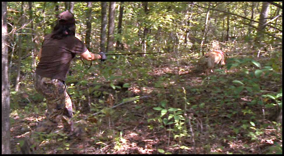 Crystal, a yellow labrador retriever, scent trailing a white-tailed doe shot early during bow season.