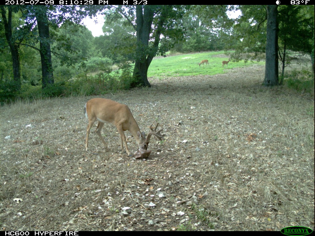 Mature white-tailed buck visiting Trophy Rock mineral site during daylight