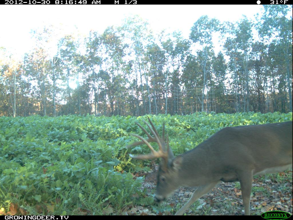 Whitetail Buck at a trophy rock station in the daytime during the rut