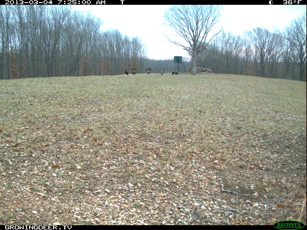 Trail Camera Photo of Strutting wild turkeys with a RedNeck Hunting Blind in the background