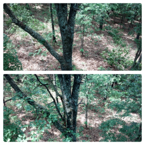 A before and after photo of a tree trimmed for a deer hunting stand 