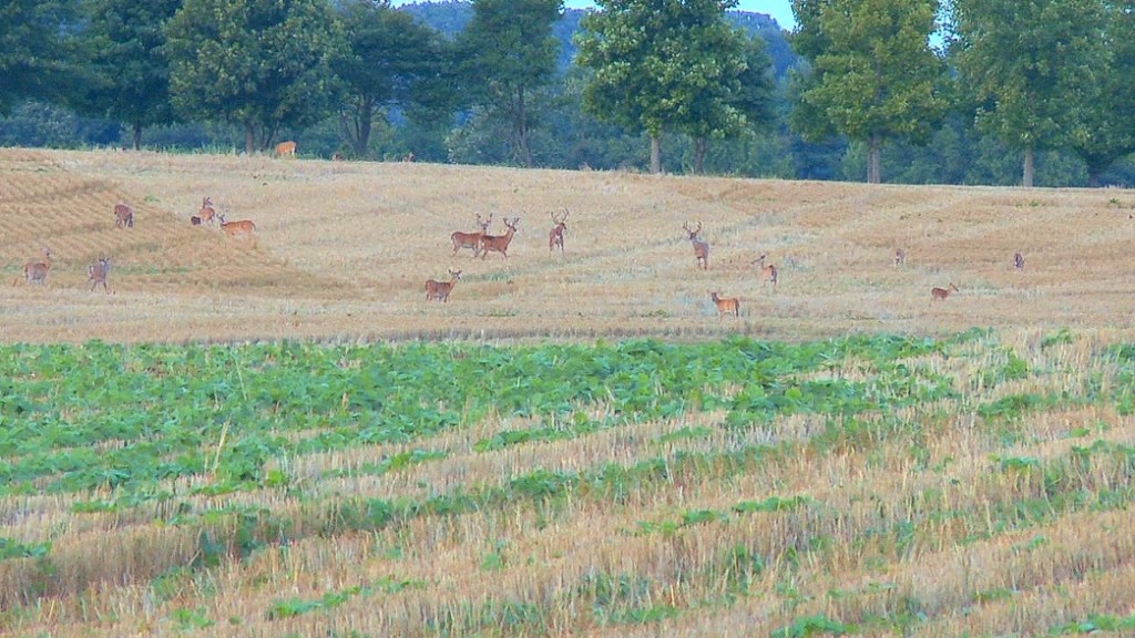 Bucks and does in large field in Midwest