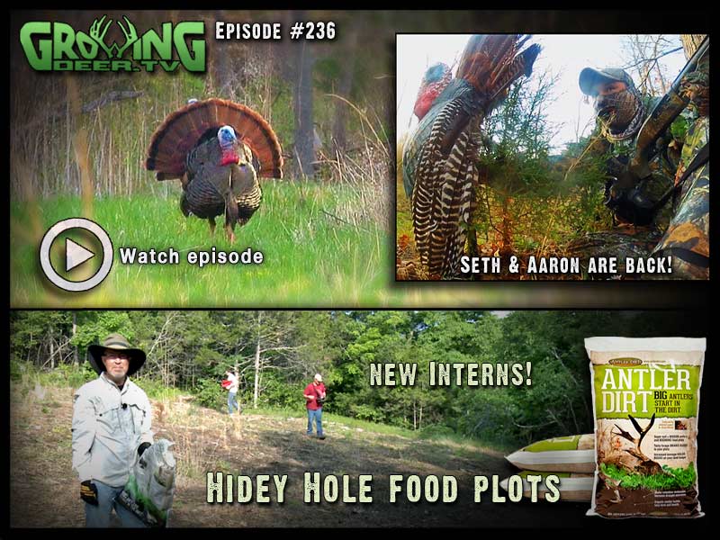 Hot strutters and killer food plots in GrowingDeer.tv episode #236.