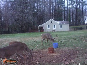 Deer feeding behind house