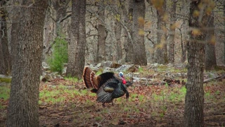 Longbeard right before the shot