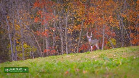 A buck stands at the edge of an open field