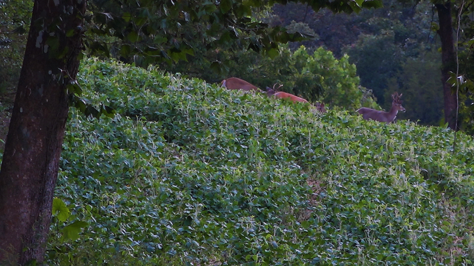 Deer that are molting or shedding their hair