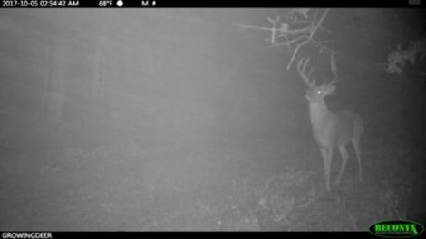 Southpaw, a hit list buck, at a Code Blue scrape