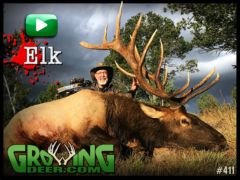 Watch a thrilling elk hunt in GrowingDeer episode 411.