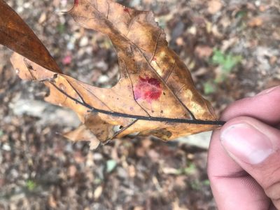 Blood splatter on a leaf