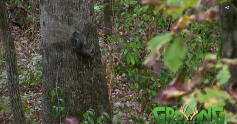 A squirrel plays hide and seek with a young buck