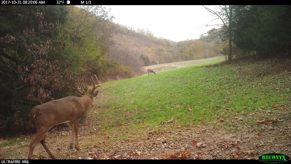 Southpaw a 6 yr old buck