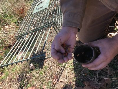 Putting cat food in a tin can before placing in a Duke cage trap.