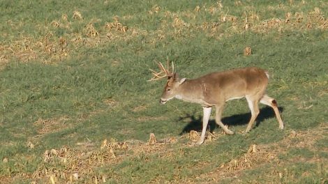 Trashman buck in a food plot