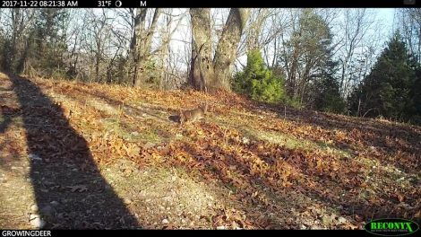 A bobcat stalks its prey