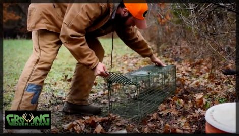 Setting up a Duke cage trap