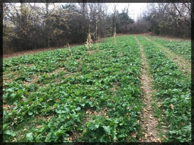 Hidey hole food plot