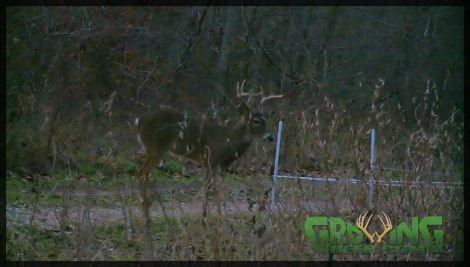 A buck walks through a gap in a Hot Zone fence