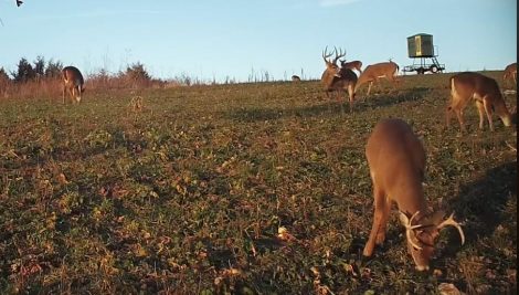 Bucks feeding in food plot