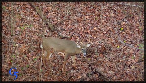 A buck walking through the forest