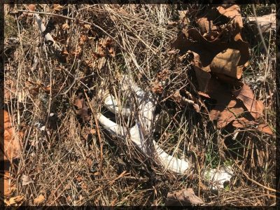 Shed antler hidden under grass