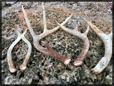 Shed antlers