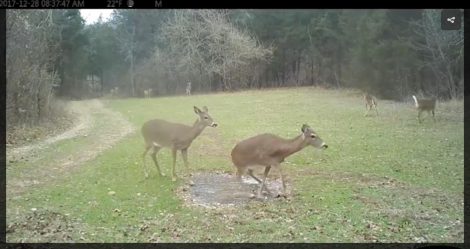 Deer skating on frozen puddle