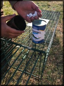 Baiting a trap with marshmallows