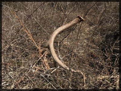 Shed antler