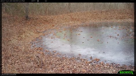 Bobcat near an ice covered pond