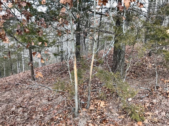 woodland scene with several buck rubs in view