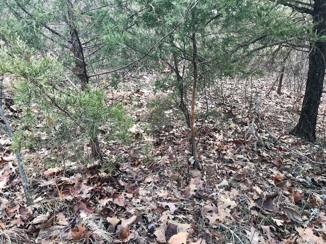 buck rub on a small cedar tree