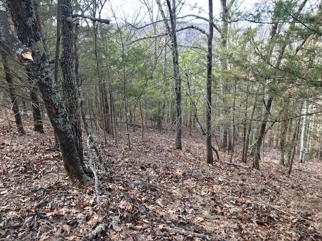 wooded scene with several buck rubs in view