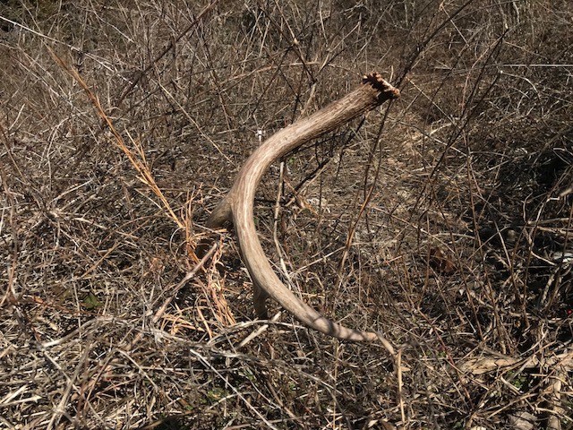 white-tailed buck antler in thick brush