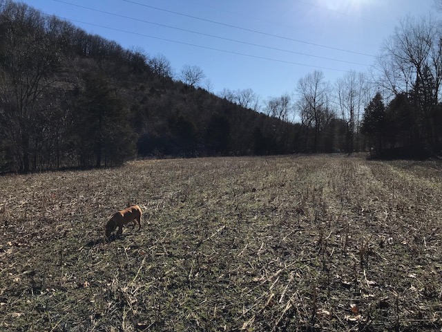 dog in heavily browsed food plot shed hunting